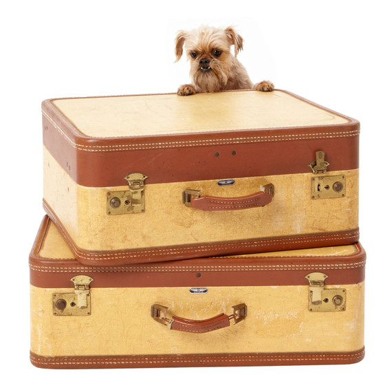 Small dog peering over stack of suitcases Small dog peering over stack of suitcases