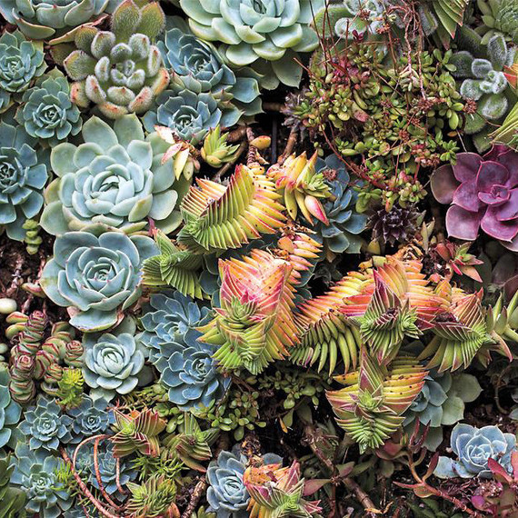Flora Grubb succulent garden Flora Grubb succulent garden