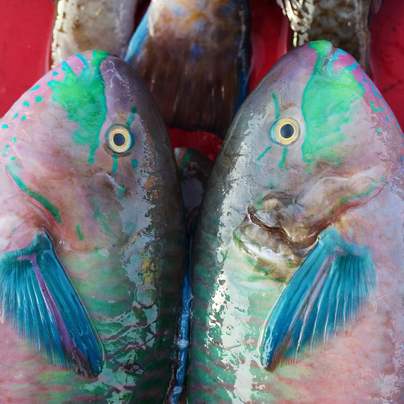 parrot-fish_sq.jpg