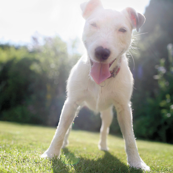 dog-ms108863.jpg