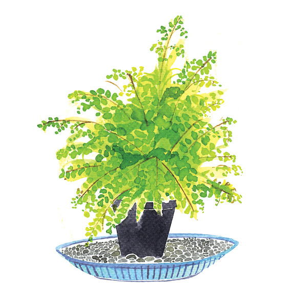 fern-i111724.jpg