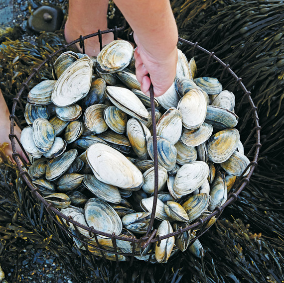bucket of clams bucket of clams
