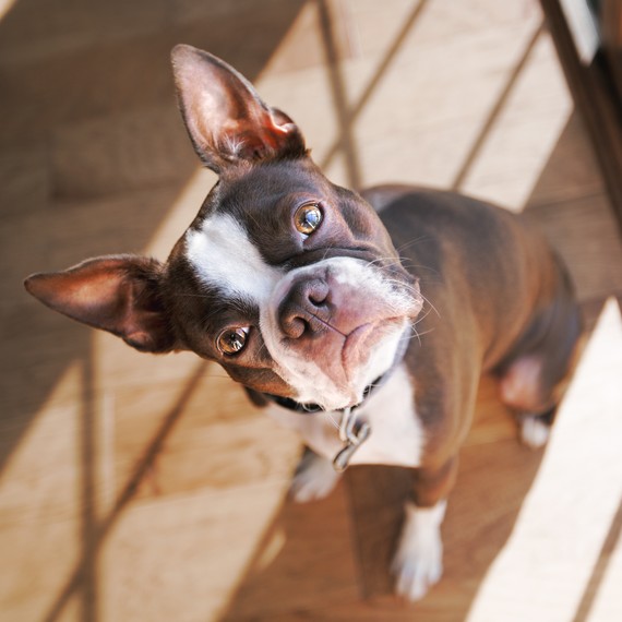 A New Study Finds That Dogs May Mimic the Personalities of Their Owners ...