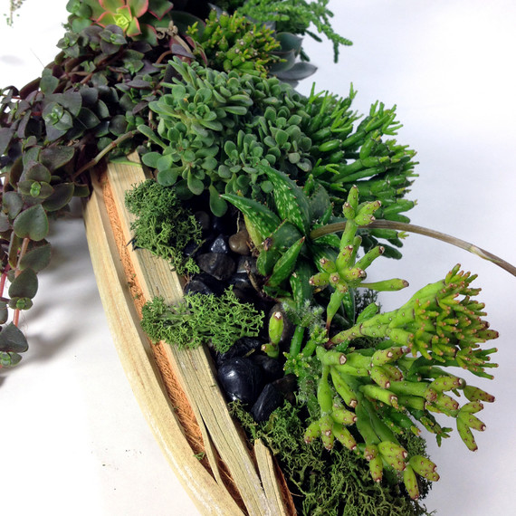 succulentboat_rf.jpg (skyword:339346)
