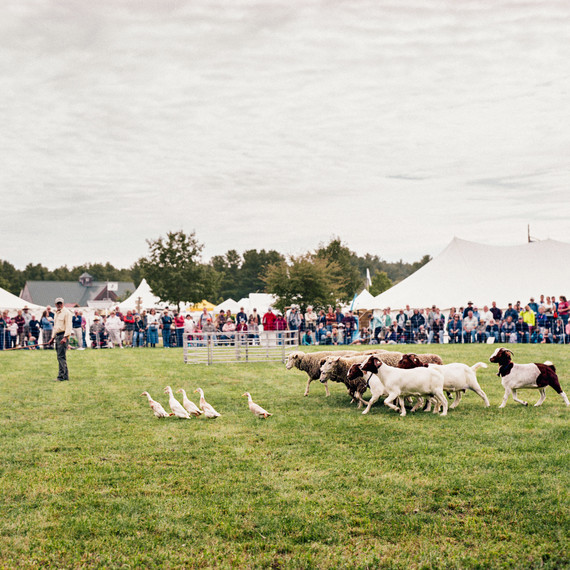 sheep sheep