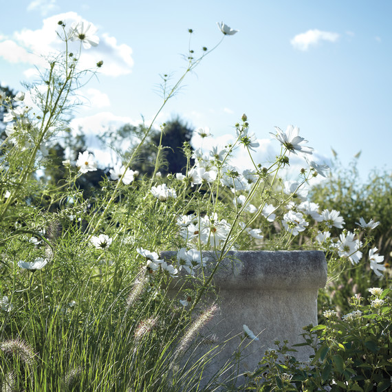 cosmos-d110545.jpg