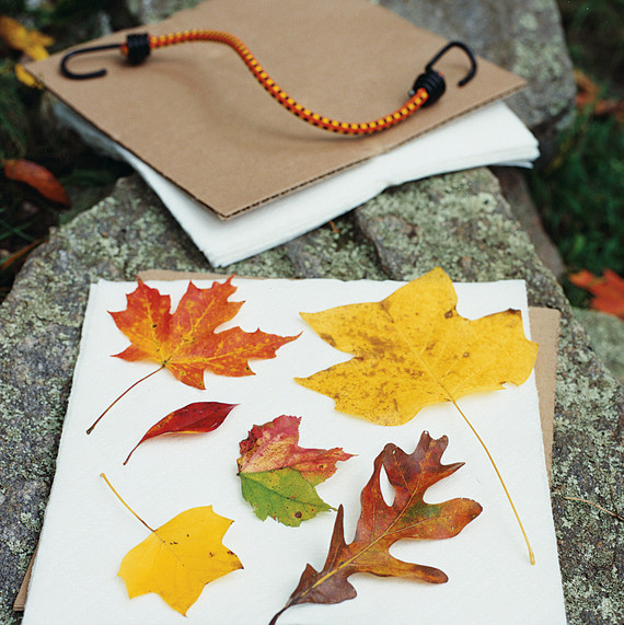la_1107_leaves.jpg