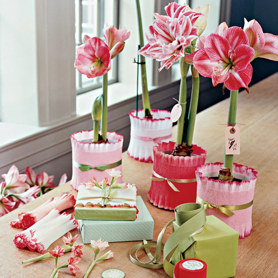 table of amaryllis flowers being prepped for gifting table of amaryllis flowers being prepped for gifting