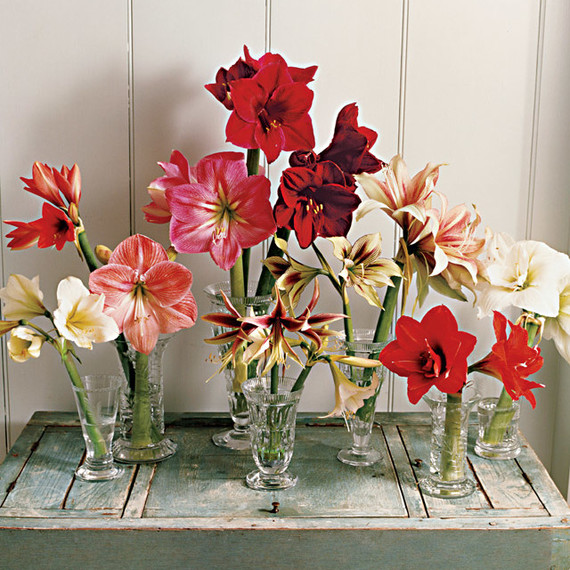 amaryllis flowers on a table amaryllis flowers on a table