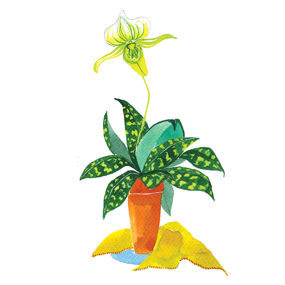 orchid-i111724.jpg