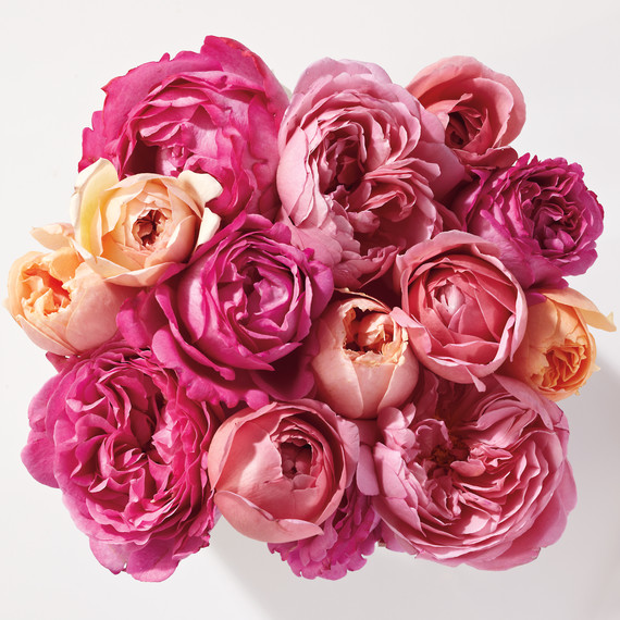 roses-md109758.jpg
