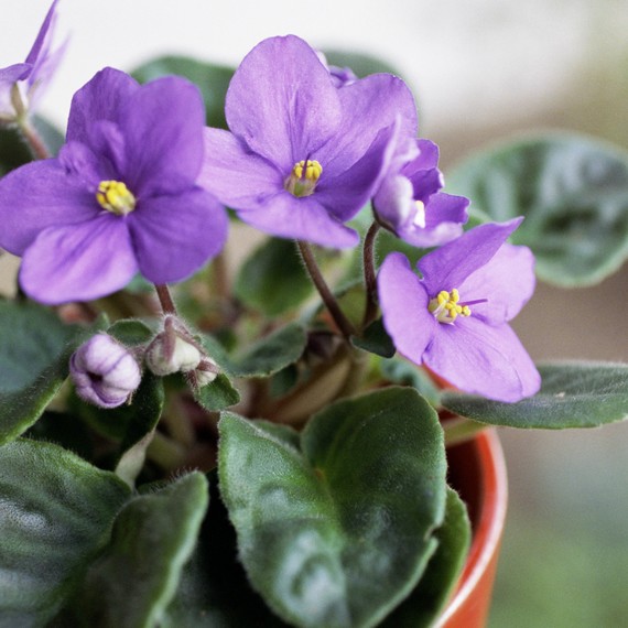 african-violets.jpg