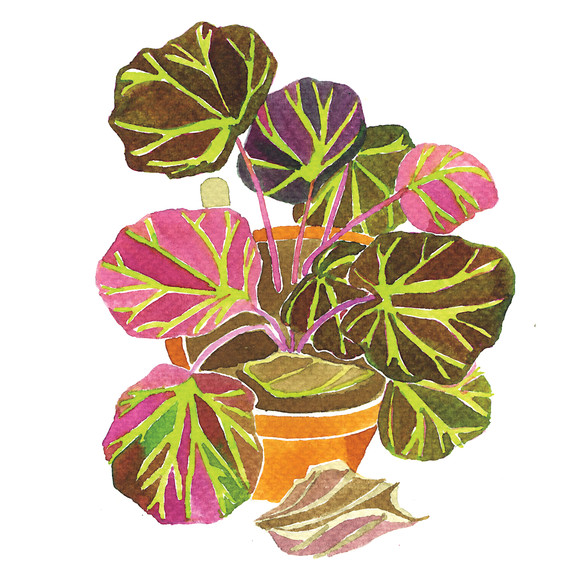 begonia-i111724.jpg