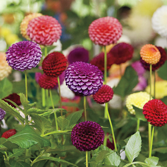 flowers-s111362.jpg