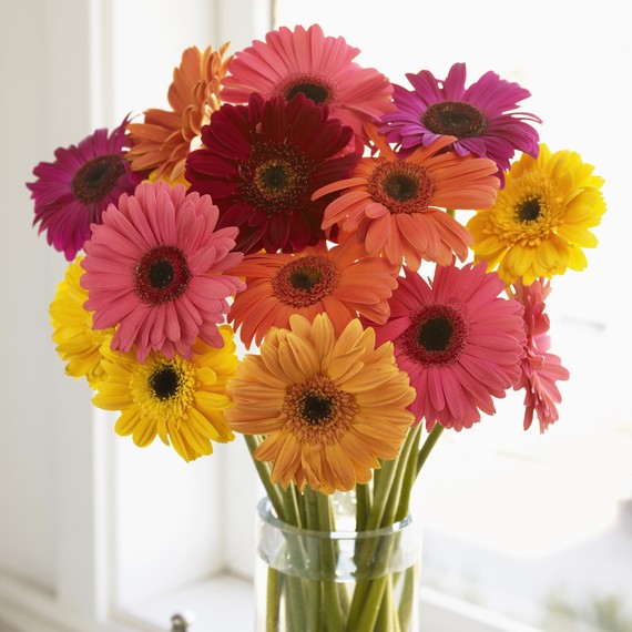gerbera-daisies.jpg