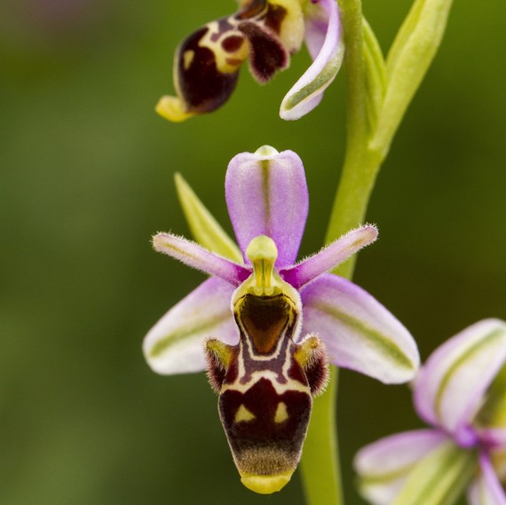 bee orchids bee orchids