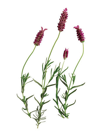 bs_0406_lavender.jpg