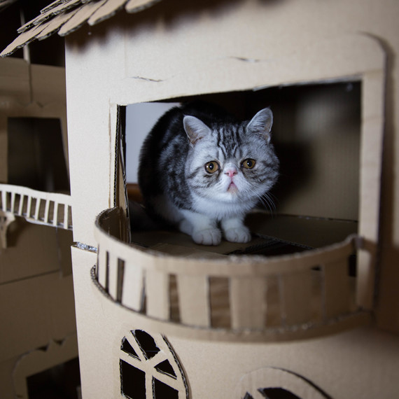 cat on castle balcony cat on castle balcony