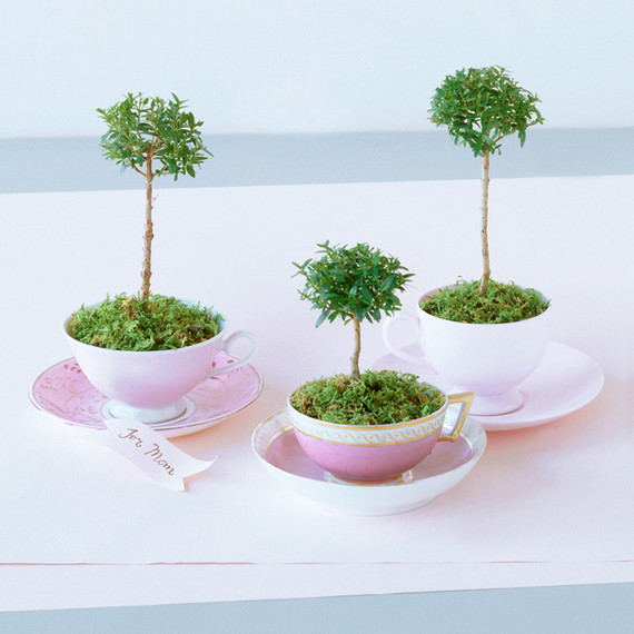 gt046_treecups01_s.jpg