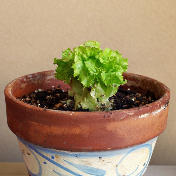 lettuce-pot-0315