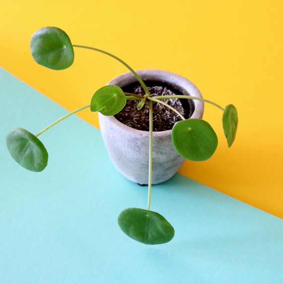 pilea-plant-0719