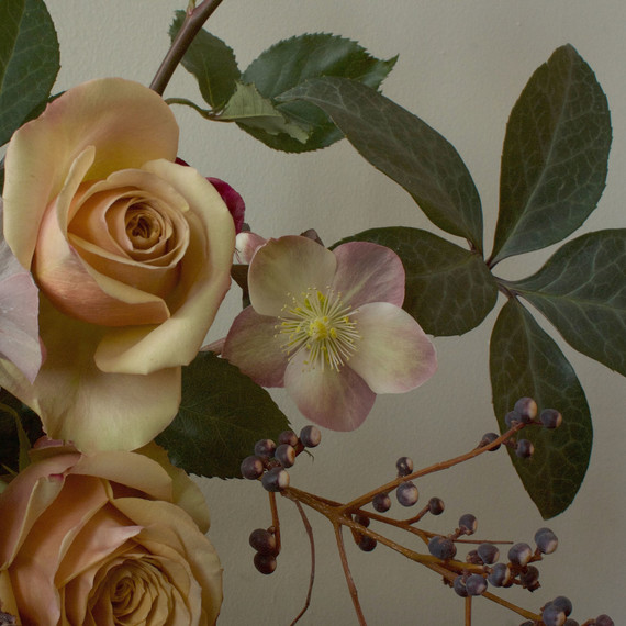 Golden-Hellebores.jpg (skyword:213859)