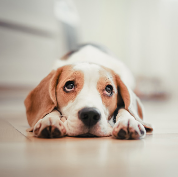 beagle