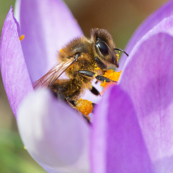 bee on purple flower with pollen bee on purple flower with pollen