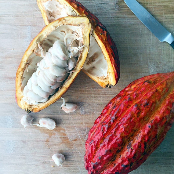 cacao-pods-1-1015.jpg