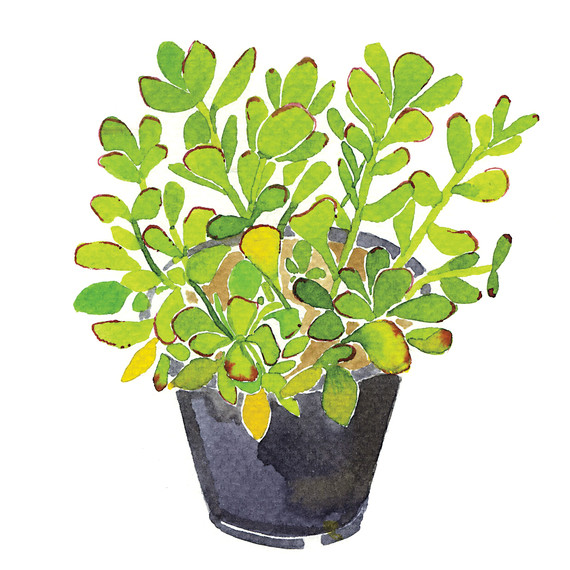 jadeplant-i111724.jpg