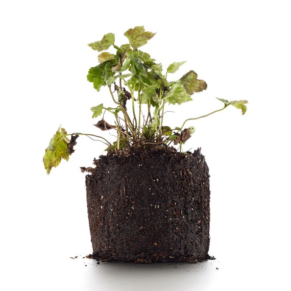 plant-382-d111492.jpg