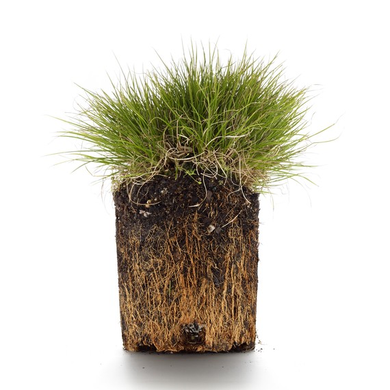 plant-388-d111492.jpg