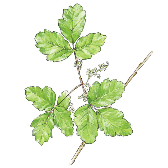 poisonoak-i112153.jpg