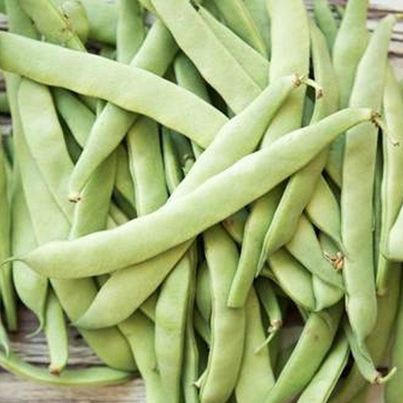 Romano Beans