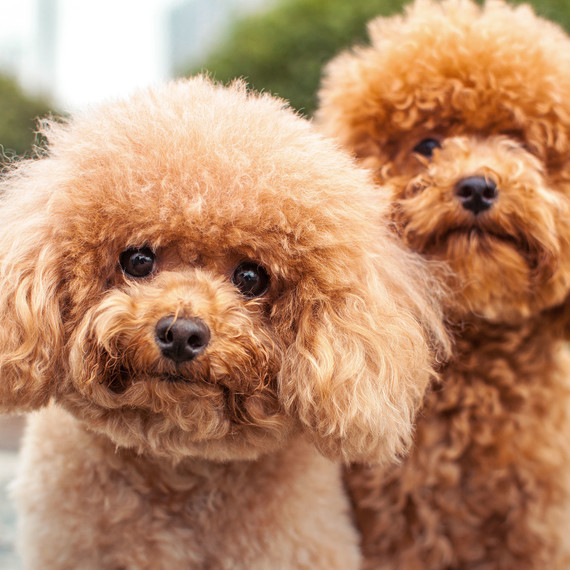 small-poodle-dogs.jpg