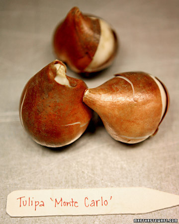 2012_craft_bulbs03