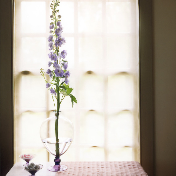 delphiniums delphiniums