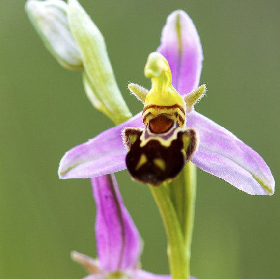 bee orchids bee orchids
