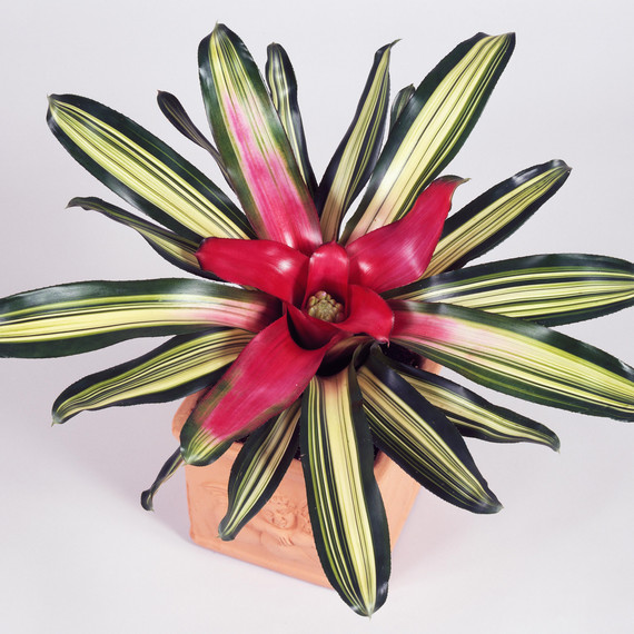 blushing-bromeliad.jpg