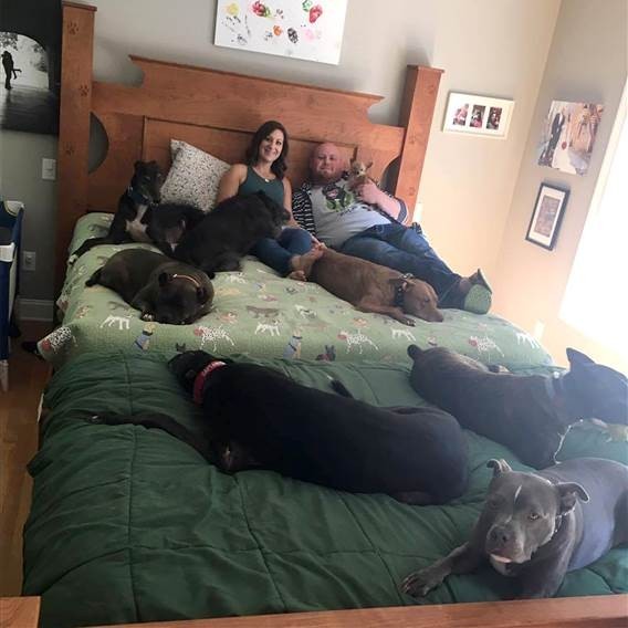 dog megabed owners dog megabed owners