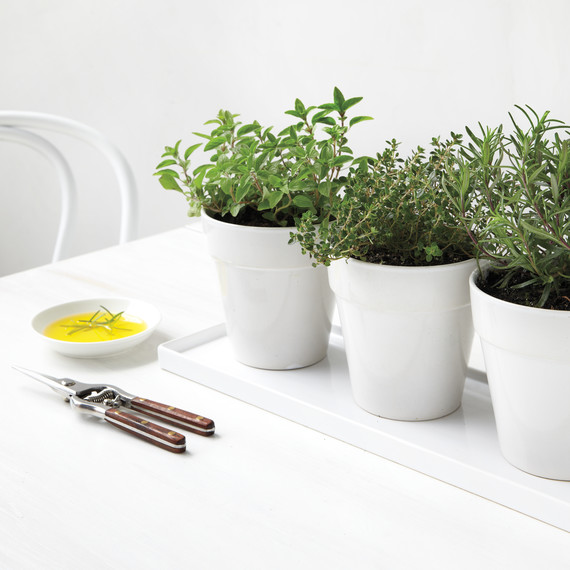 herbs-023-md110117.jpg