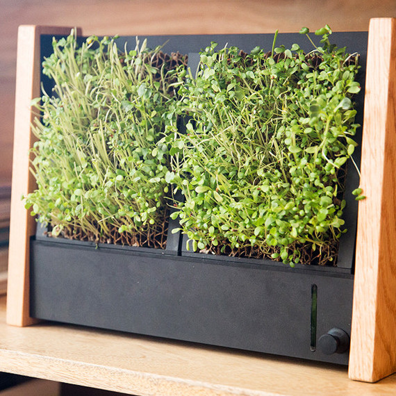 micro veggies growing indoors micro veggies growing indoors