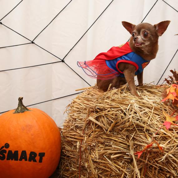 petsmarthalloween3.jpg (skyword:344995)