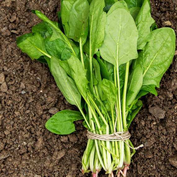spinach