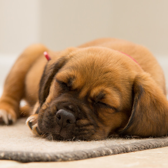 top-dog-names-1216.jpg (skyword:374475)