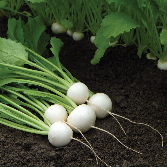 turnips-white-0328