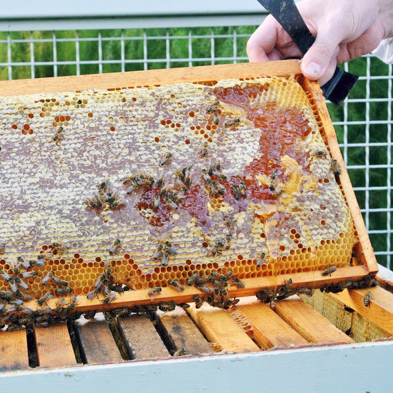 checking-honey-bees.jpg