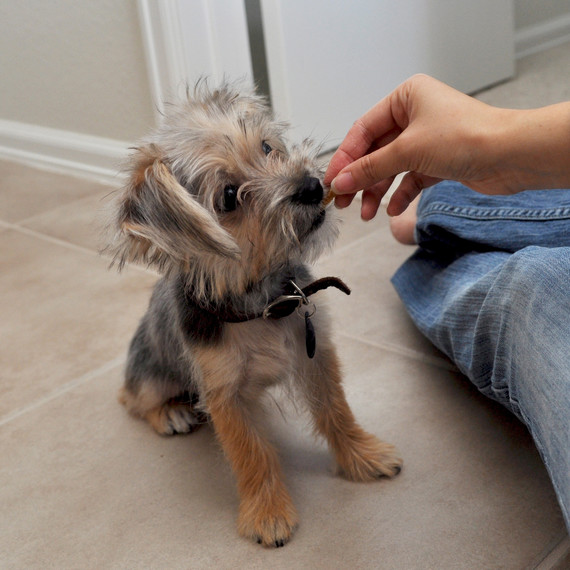 dog-hand-treat-0315.jpg