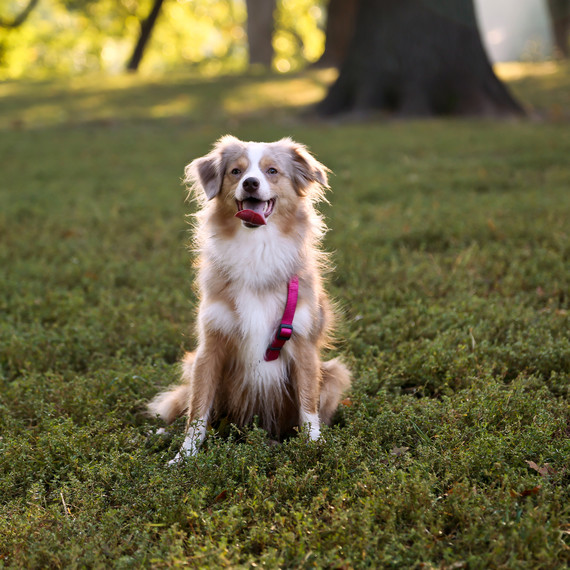 dog-leash-park-0415.jpg