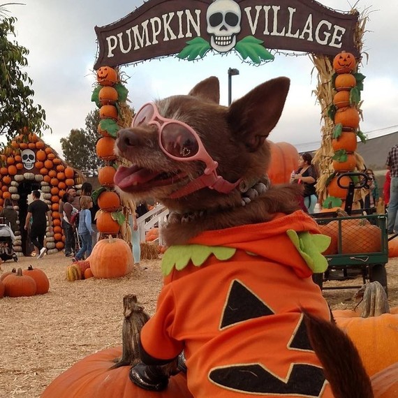 Coco Puffz the dog while pumpkin picking Coco Puffz the dog while pumpkin picking